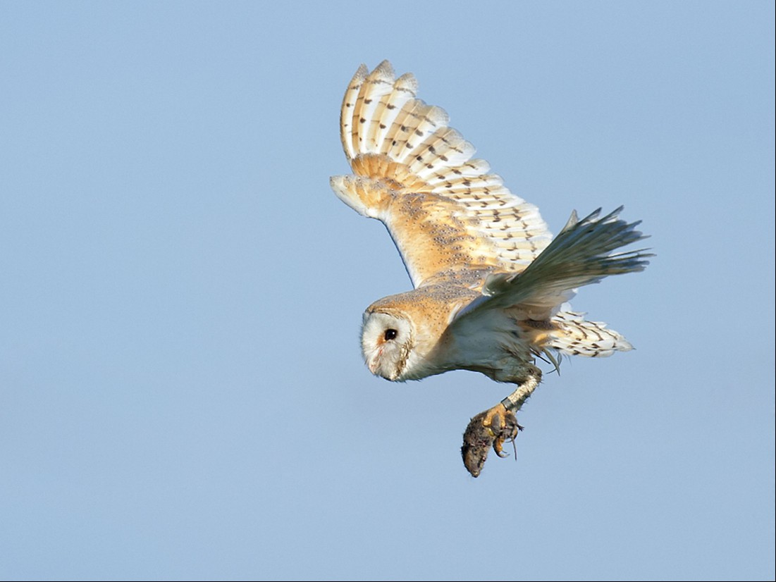 Owl flying
