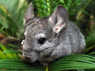 How to Care for Your Chinchilla's Teeth How to Care for Your Chinchilla's Teeth