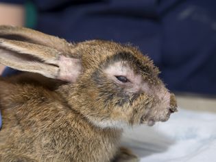 Myxomatosis in Rabbits