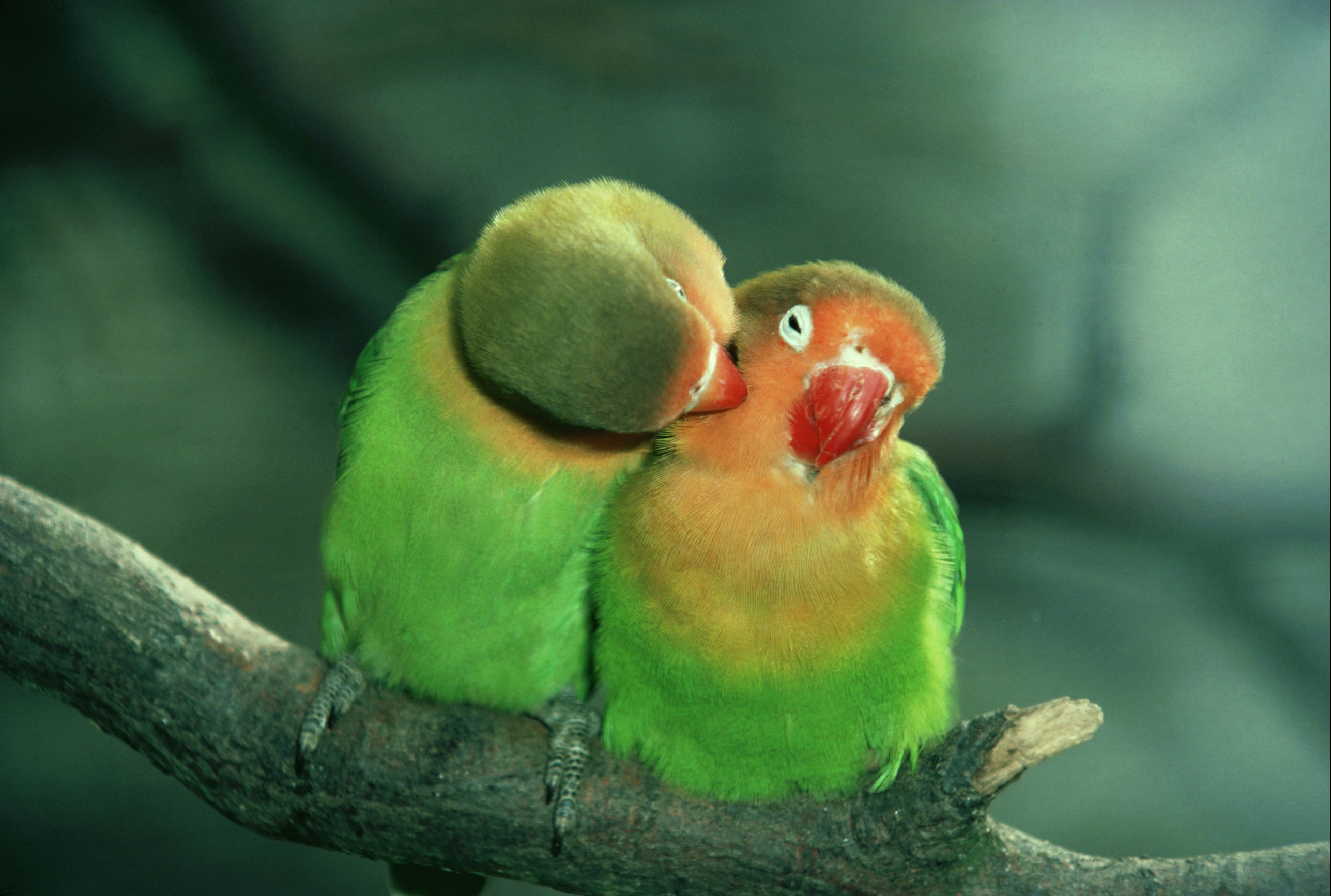 Lovebirds