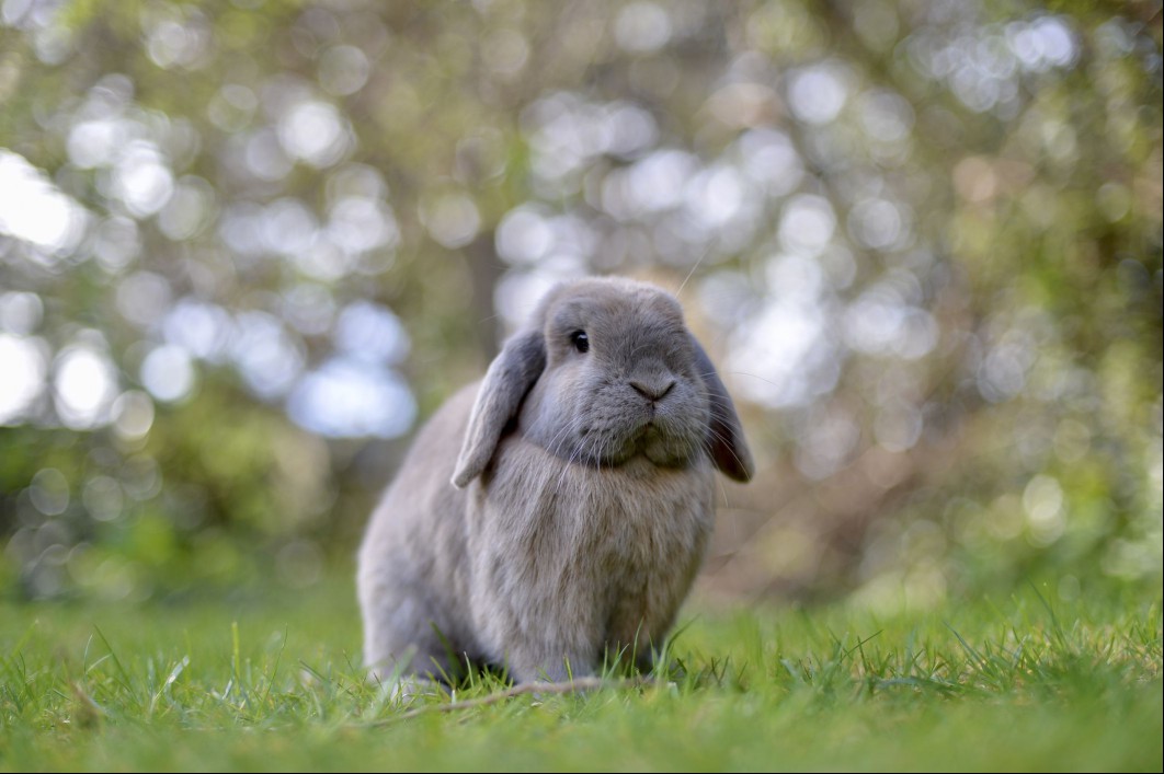 Mini Lop rabbit