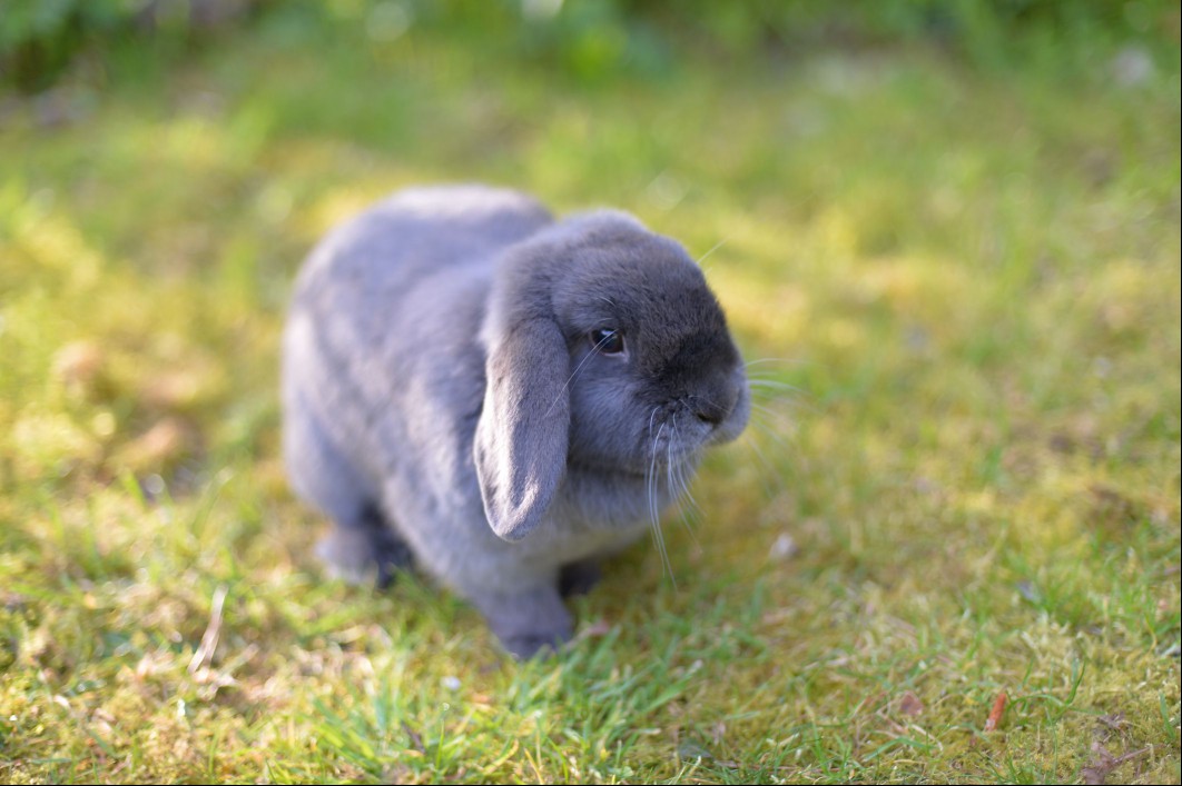 Slate blue fur rabbit