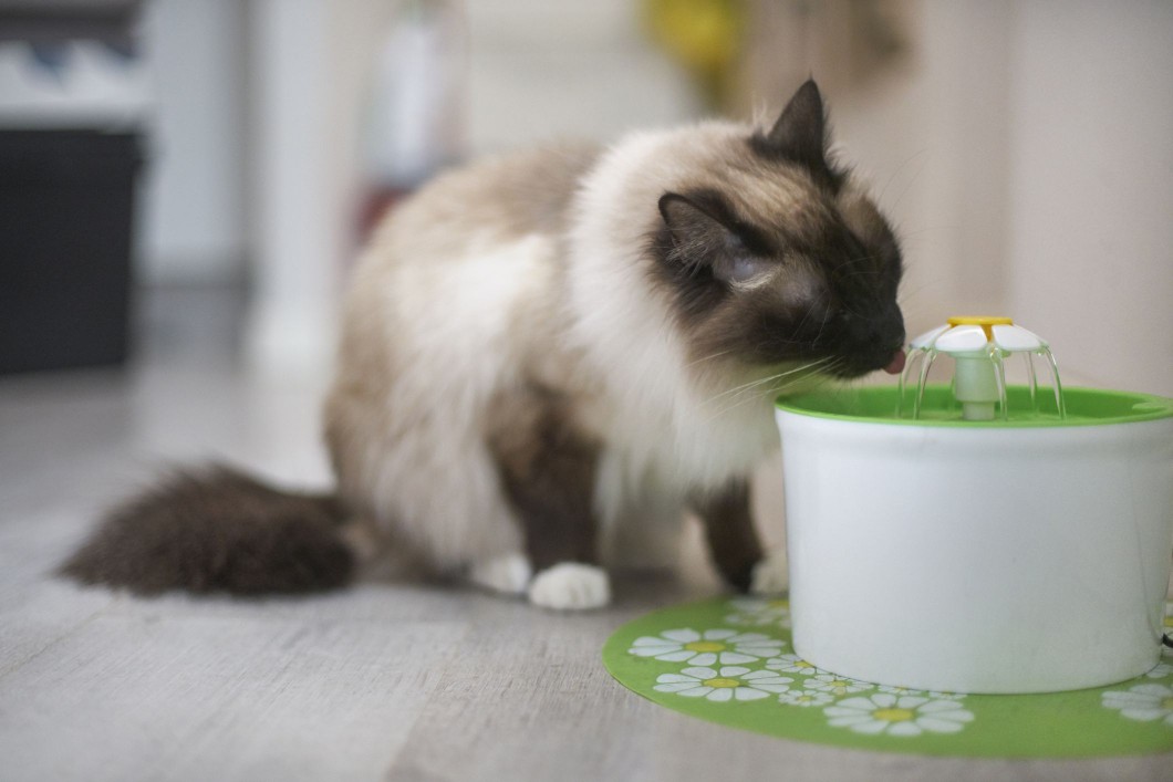 A seal point medium-haired cat drinking from a water fountain.