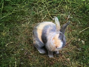 How to Care for a Pet Harlequin Rabbit