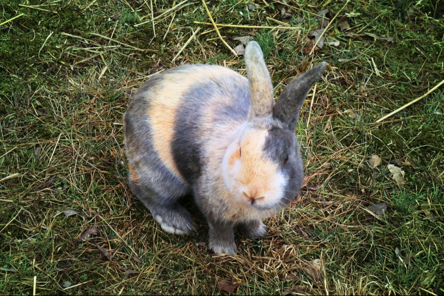 Harlequin rabbit
