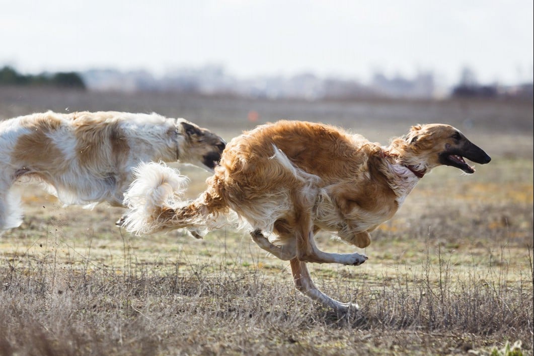 Borzoi dogs running