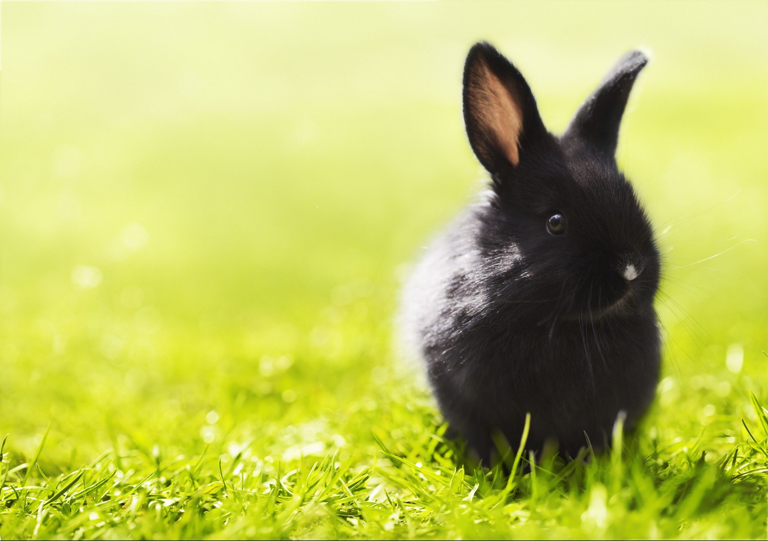 polish rabbit
