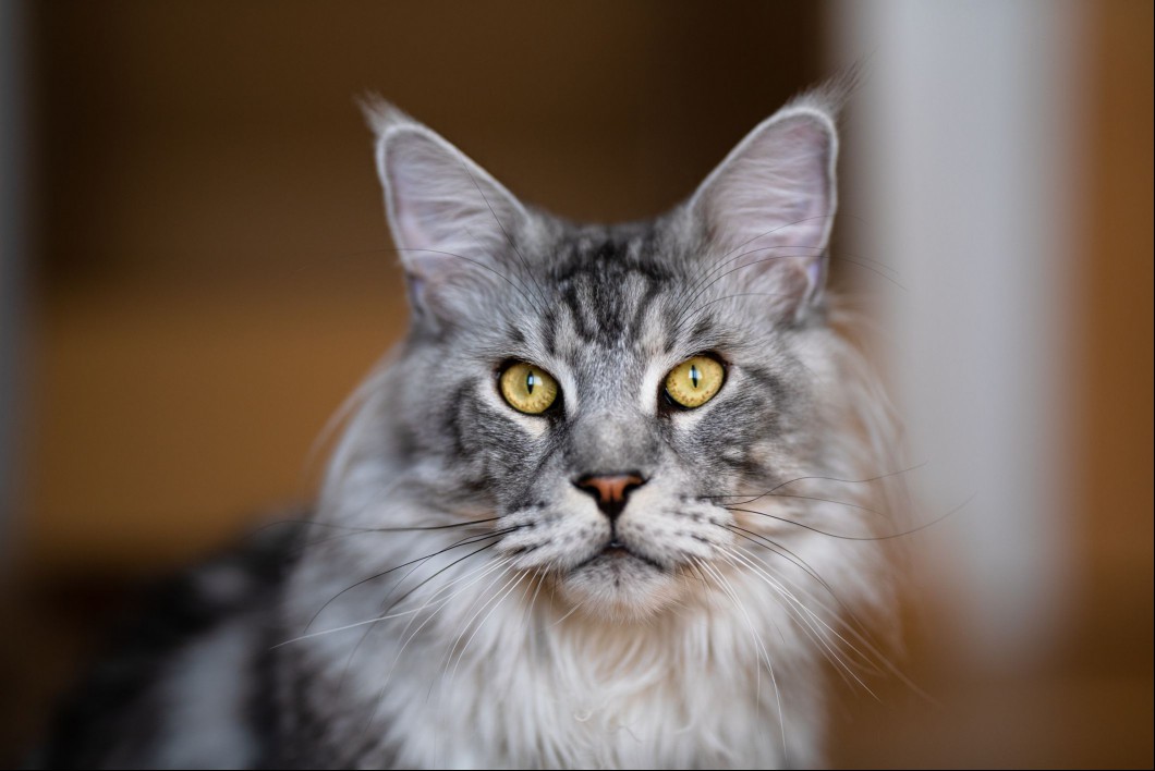 Silver tabby Maine Coon cat