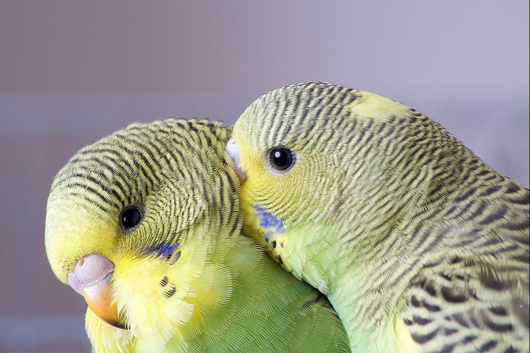 Two green budgies preening