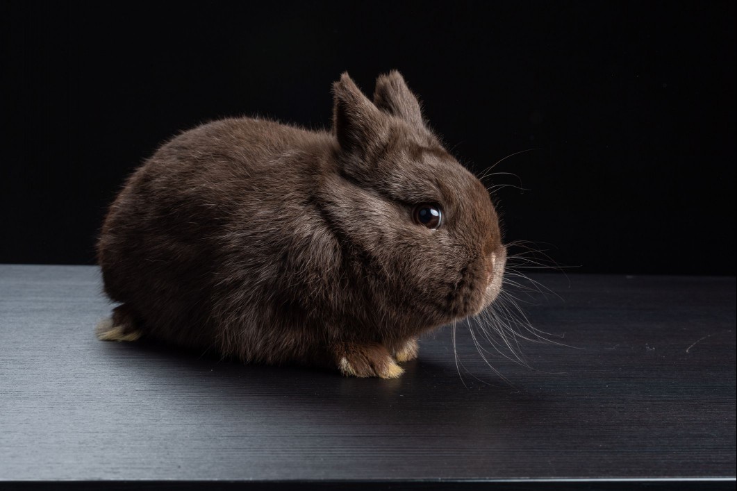 chocolate havana rabbit