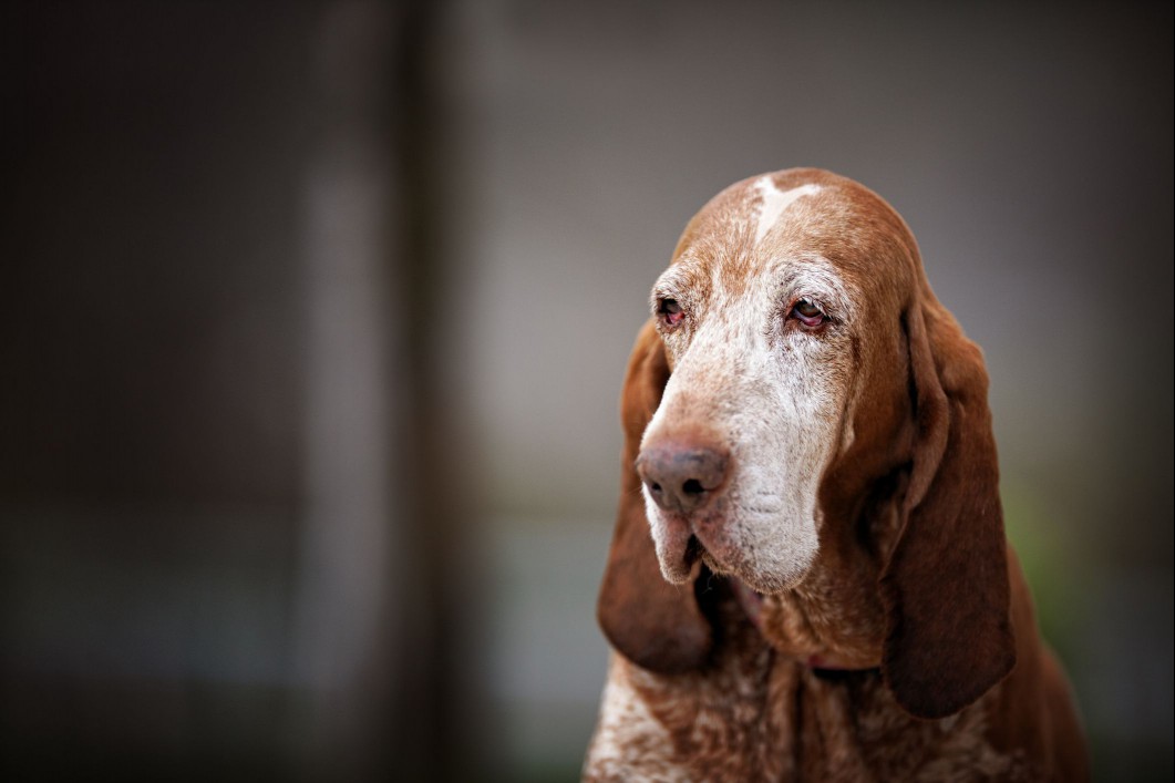 Senior Bloodhound dog