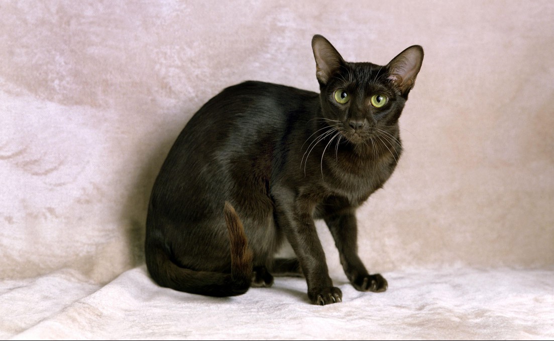 Havana Brown cat
