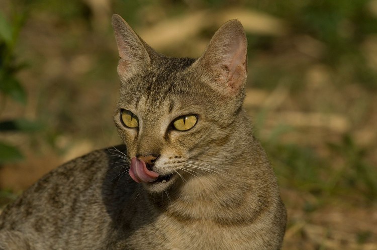Chausie cat