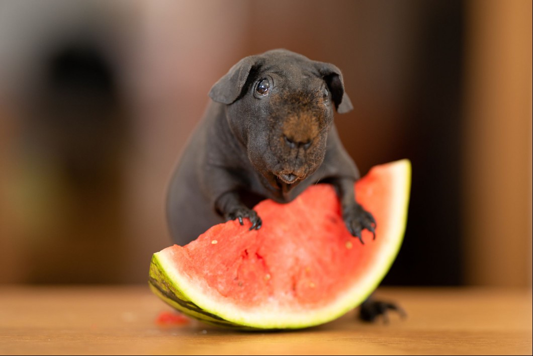Skinny guinea pig with watermelon.