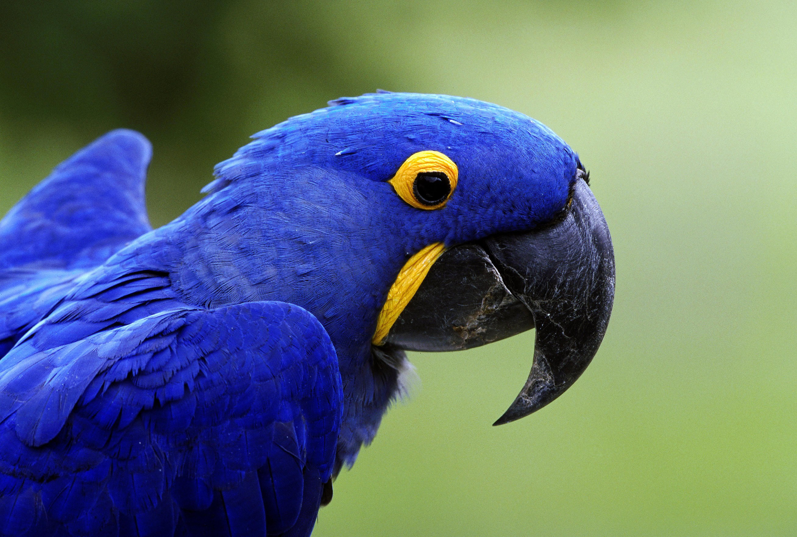 Hyacinth Macaw