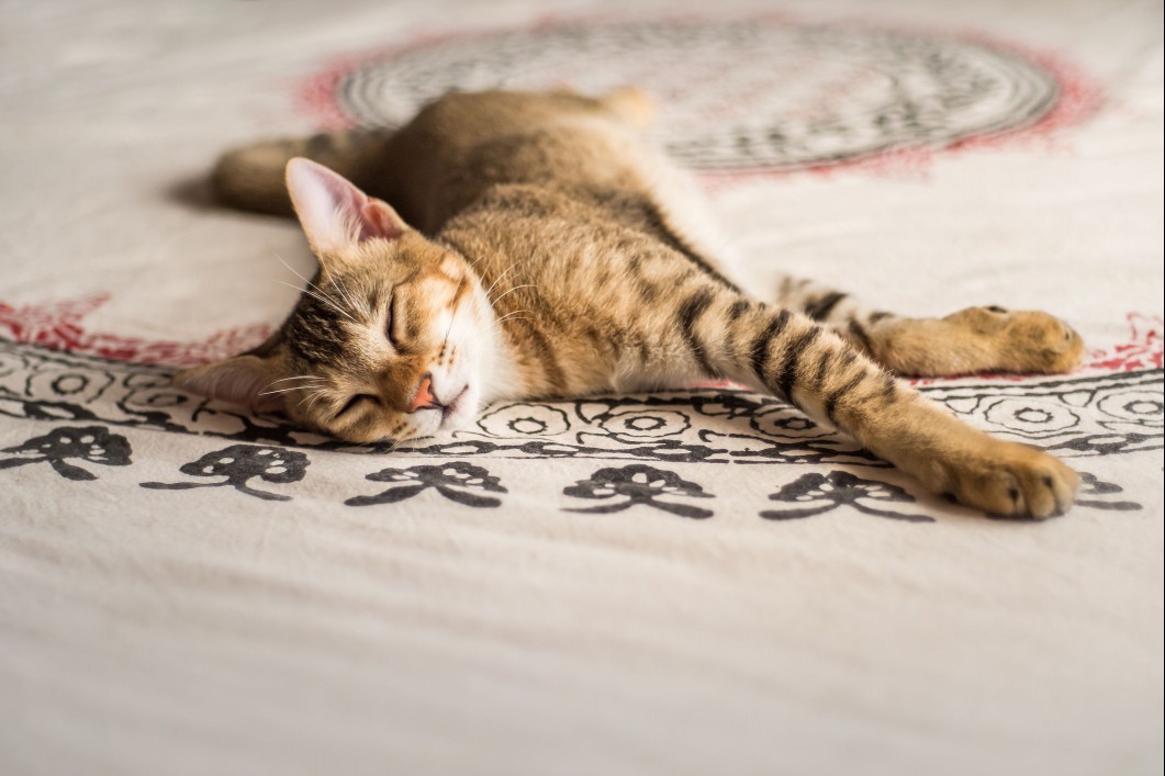 Chausie Cat