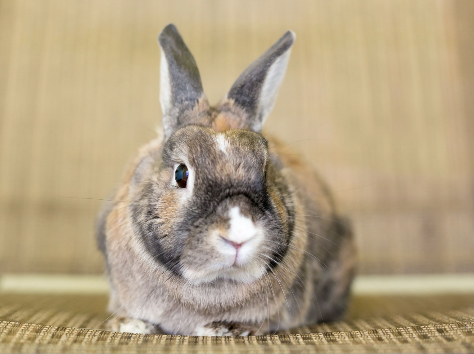 A rabbit with agouti fur