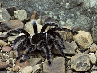 How to Care for a Pet Curly Hair Tarantula