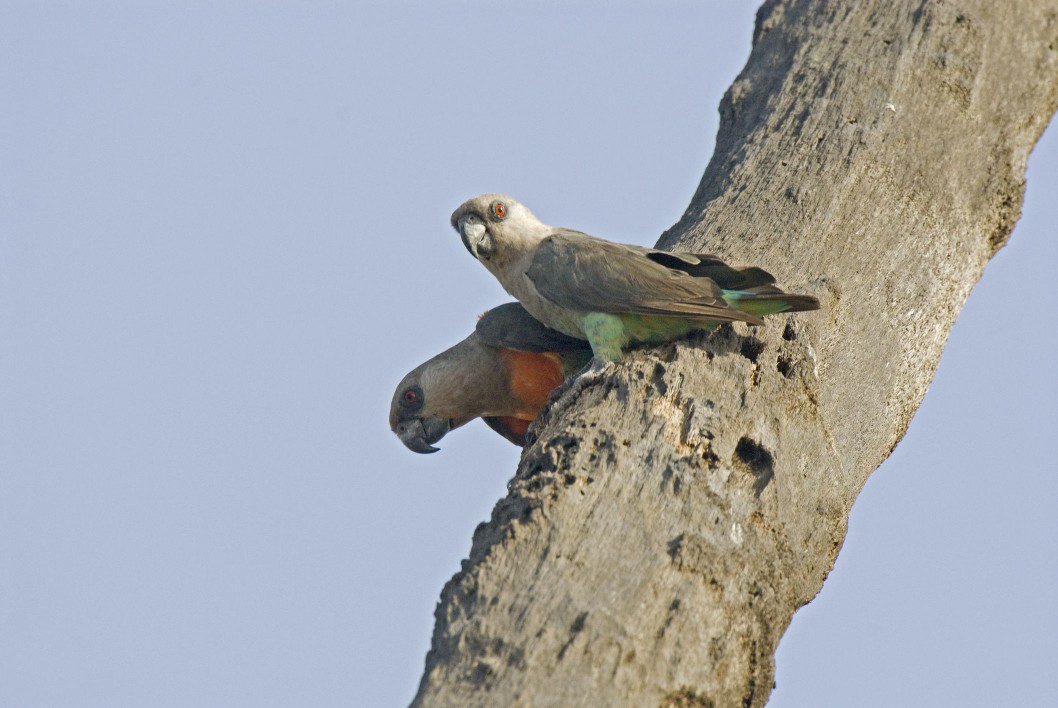 Male and female red-bellied parrots on a tree branch.