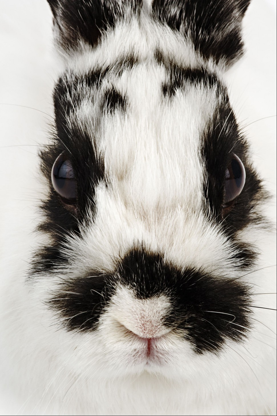 jersey wooly rabbit