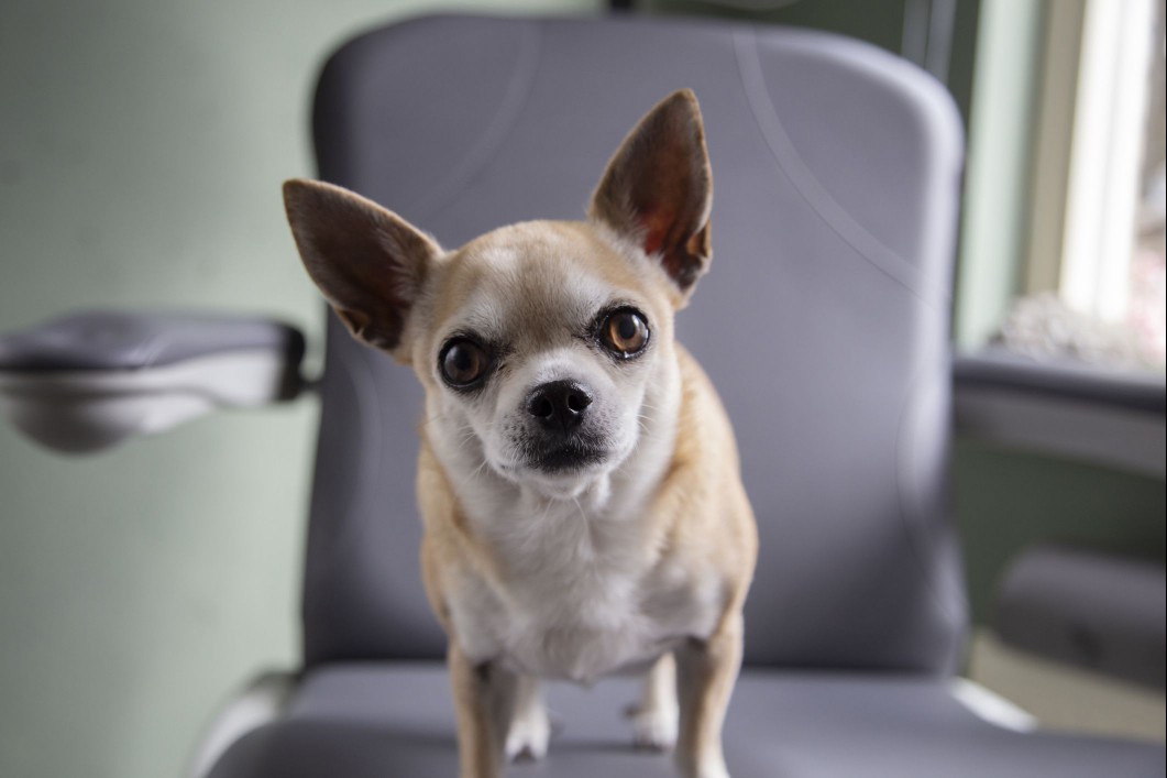 Chihuahua