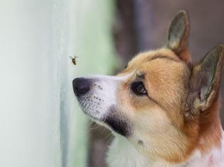 What to Do If Your Dog Has Hives