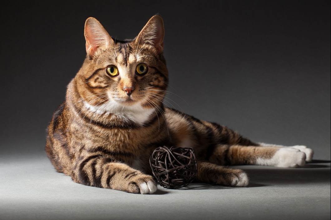 Kurilian Bobtail Cat