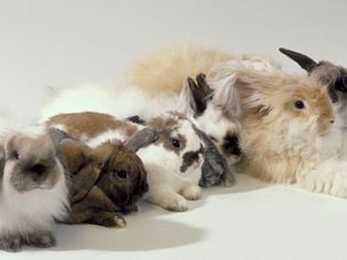 An Overview of Rabbit Fur Colors and Patterns