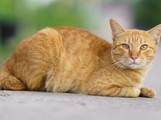 All About Red Tabby Cats