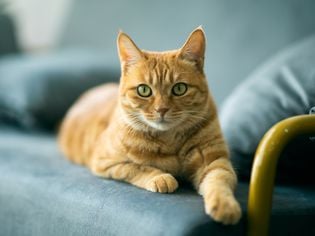 Gallbladder Infection in Cats