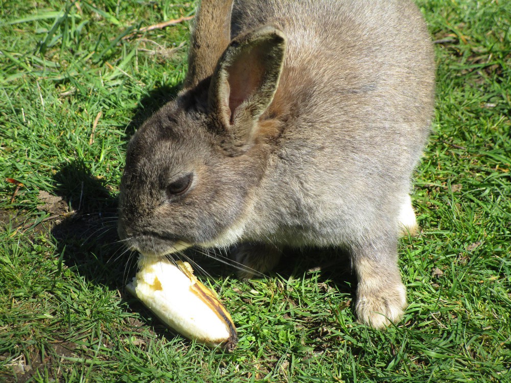Rabbit eating a banana outside.