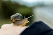 Garden snail