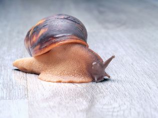 How Much Do Snails Sleep? How Much Do Snails Sleep?