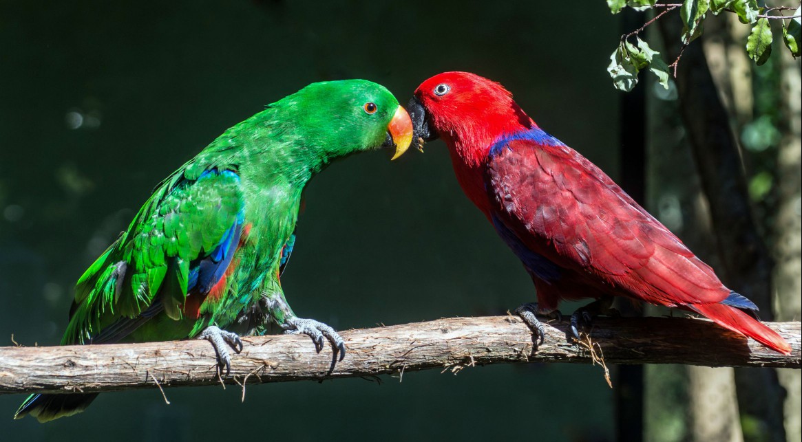 Male and female eclectus parrots