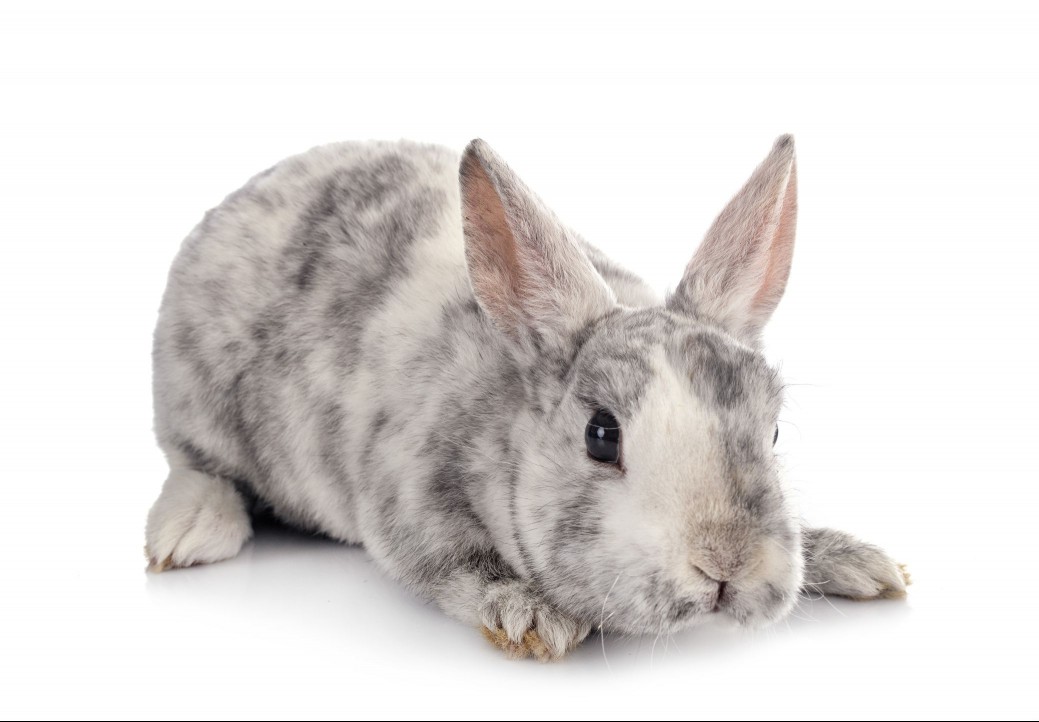 Mini Rex rabbit