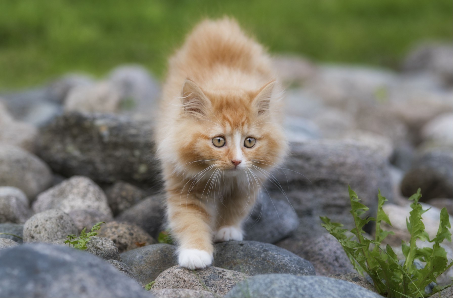 Norwegian Forest Cat orange kitten