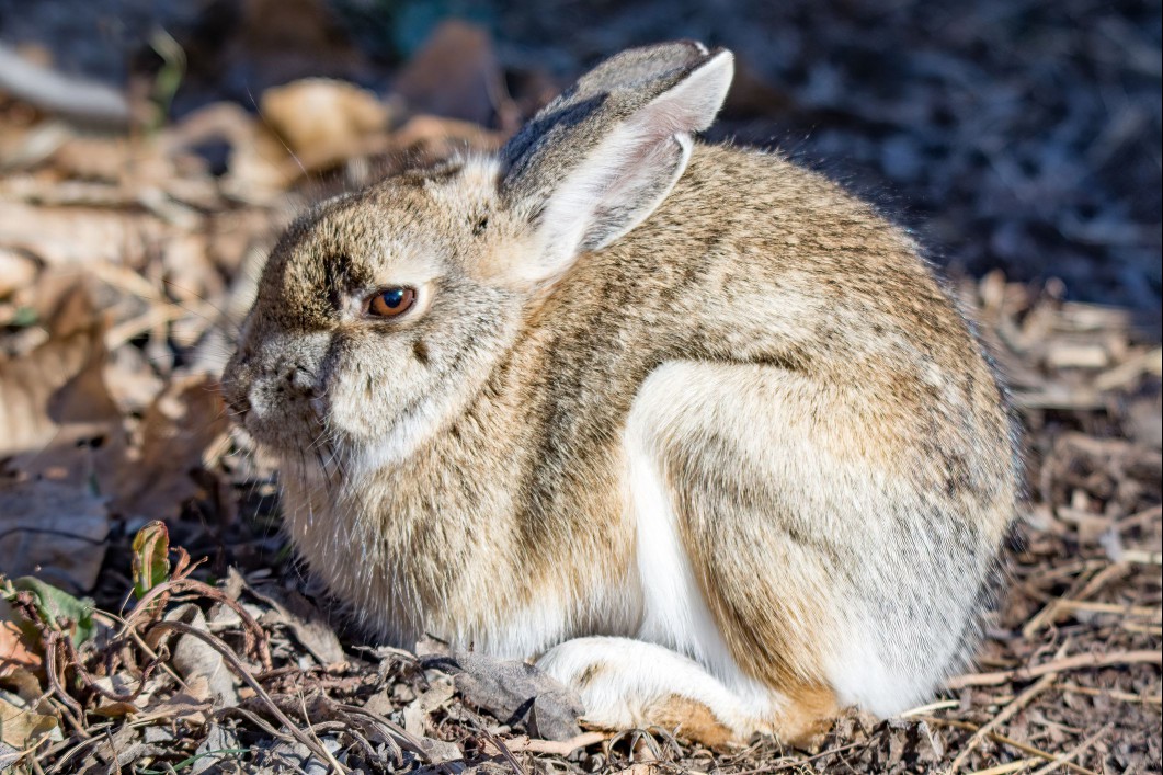 american sable rabbit
