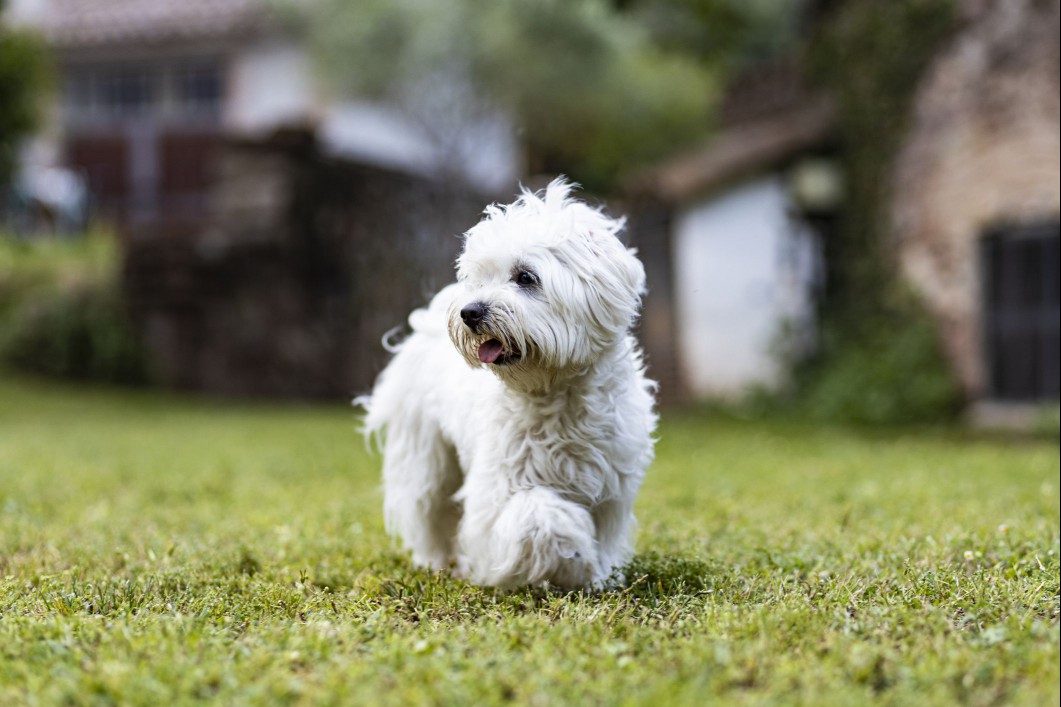 A small white dog standing outside and looking off.