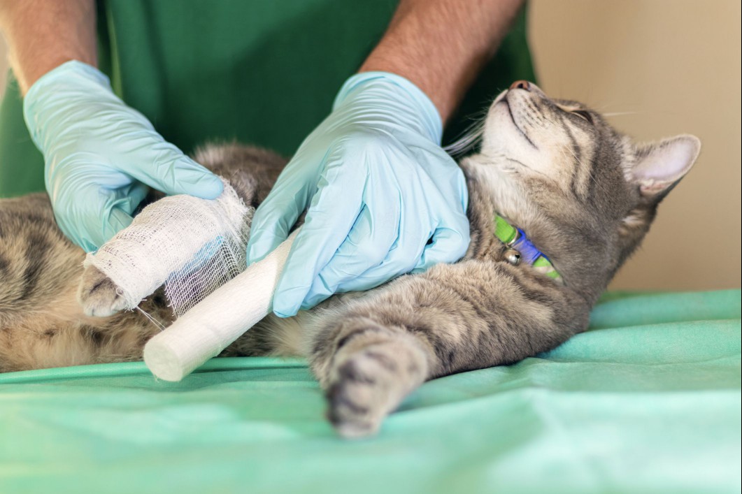 Grey tabby cat having a broken leg bandaged.