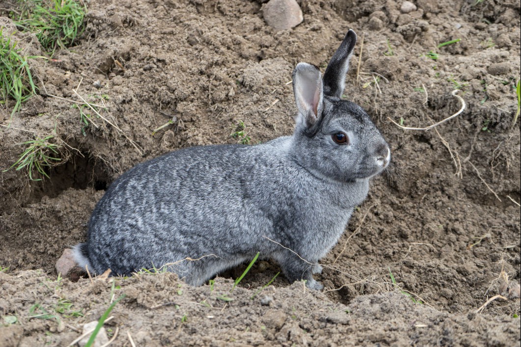 Chinchilla rabbit