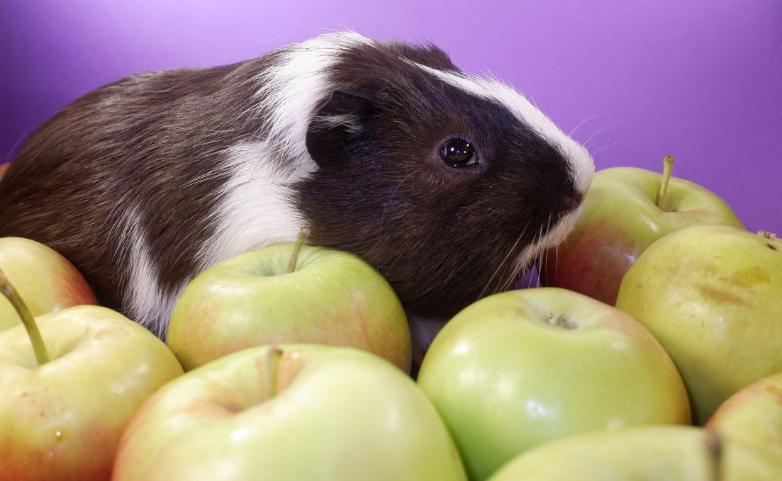 Guinea pig sitting in a pile of whole apples.