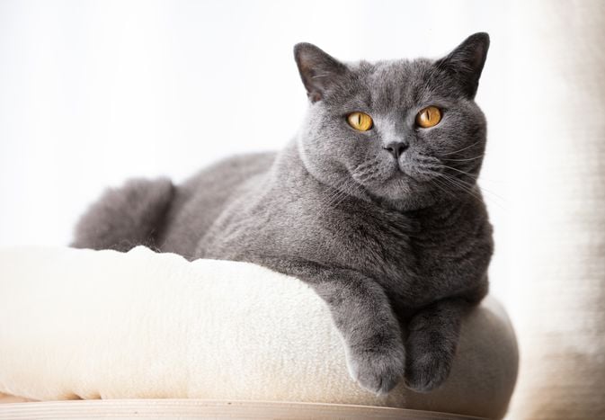 British Shorthair: Breed Profile, Characteristics & Care