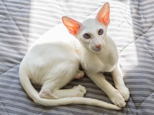 Oriental Shorthair: Cat Breed Profile, Characteristics & Care