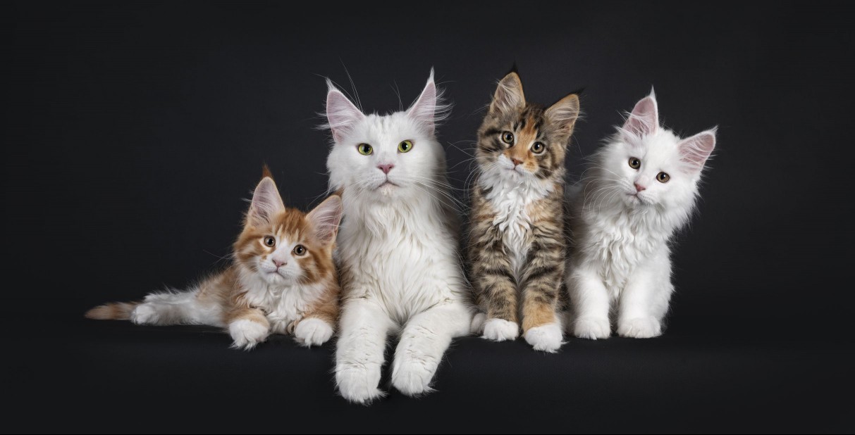 White Maine Coon cat and kittens
