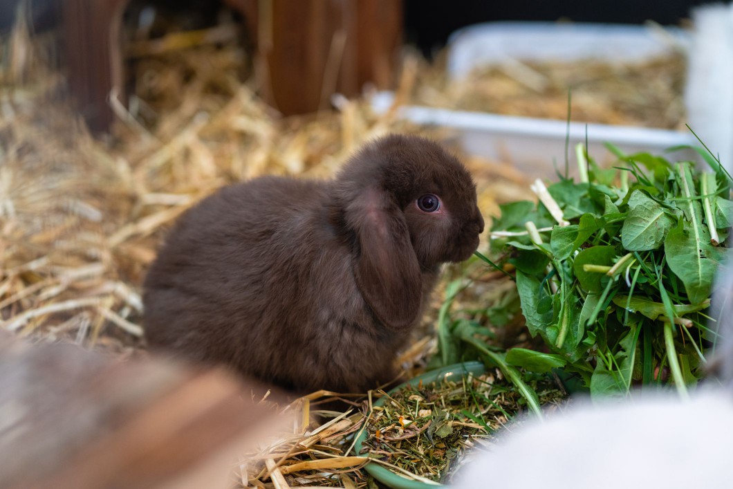 Rabbit with chocolate brown fur coloring