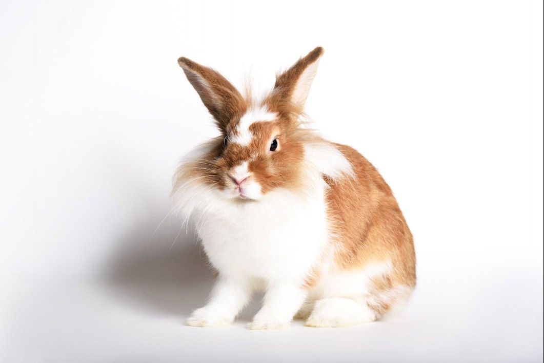continental rabbit