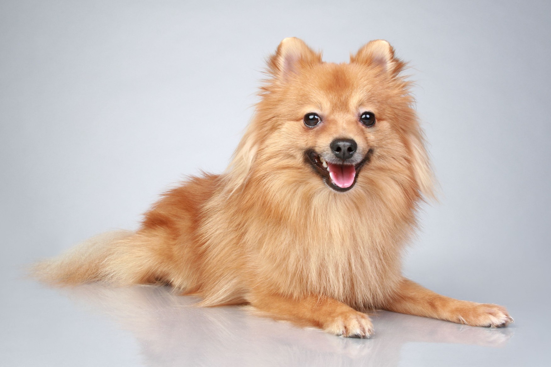 German Spitz