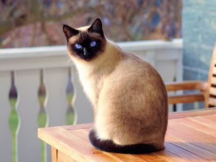 Megaesophagus in Cats