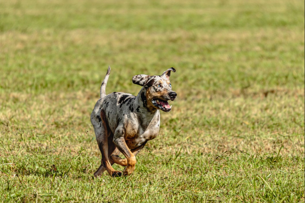 Catahoula Leopard Dog in full sprint