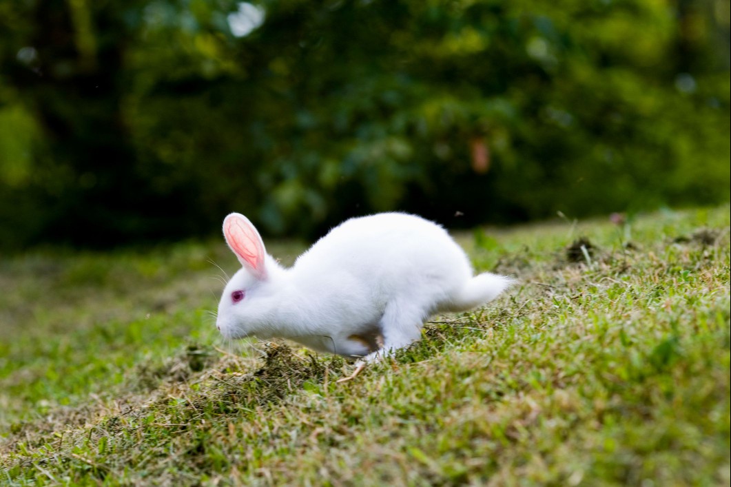 american white rabbit - 